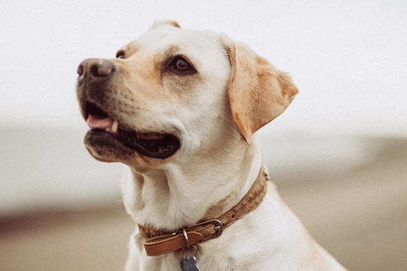 Urlaub an der Nordsee mit Hund - Fewo, Ferienwohnungen